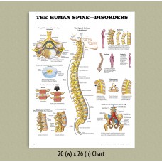 Anatomical Charts