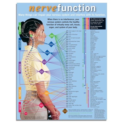 Handout - Nerve Function