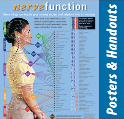 Nerve Function