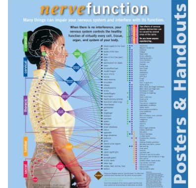 Nerve Function